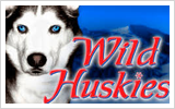 Wild Huskies