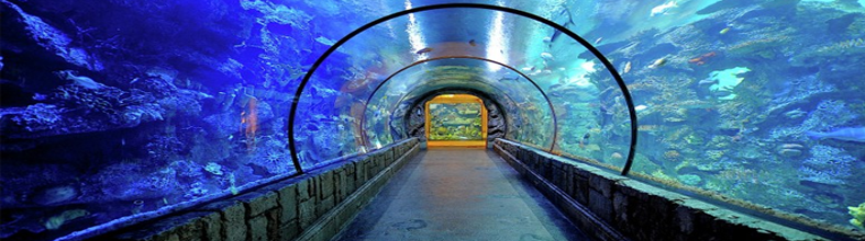 Shark Aquarium