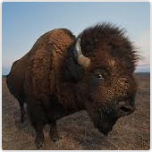 Bison