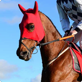 Galvin (Race Horse)
