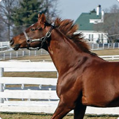Smarty Jones